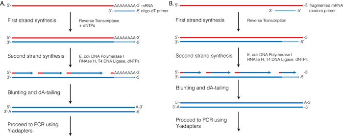 Schematic diagram of 1st and 2nd strand cDNA synthesis using random or oligo-dT primers